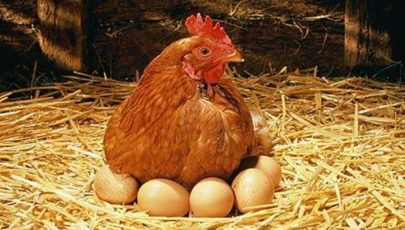 Ce a fost mai întâi, oul sau găina? S-a aflat, în sfârșit, răspunsul!