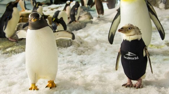 Un pinguin fără pene de la un parc acvatic a cucerit publicul cu un costum special, de iarnă - VIDEO