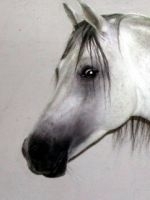 Calul arab in Romania                                                                               