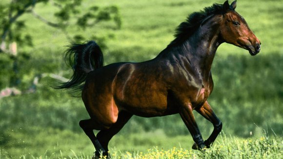 Caii mustang – caracteristici fizice, temperament, îngrijire şi istoric