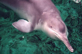 Delfinul Baiji
