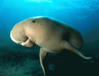 Dugongii si misterul sirenelor (Dugong dugon)