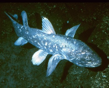 Coelacanth (Latimeria chalumnae)