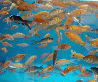 Efectele negative ale suprapopularii acvariului