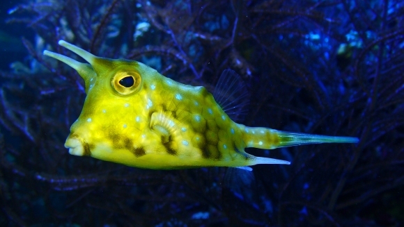 Top 10 cele mai ciudate creaturi marine