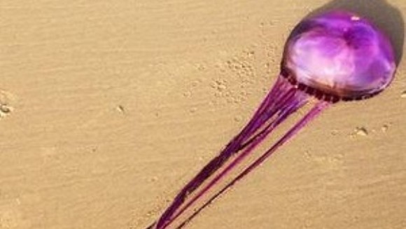 Un monstru violet a fost descoperit pe o plajă din Australia