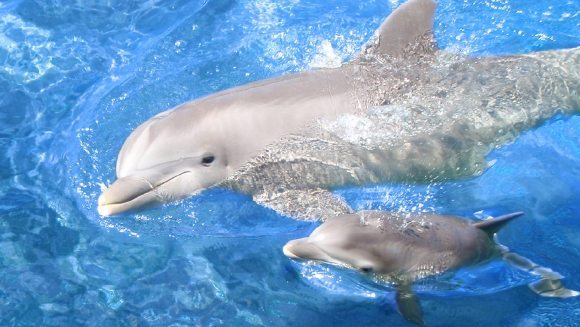 Delfinii care i-au salvat viaţa unei femei în mod miraculos