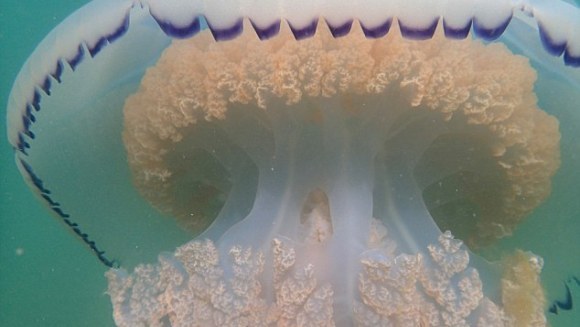 Meduza-gigant din largul coastelor Marii Britanii
