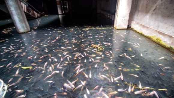 Mall-ul acvariu: un magazin a fost invadat de peşti