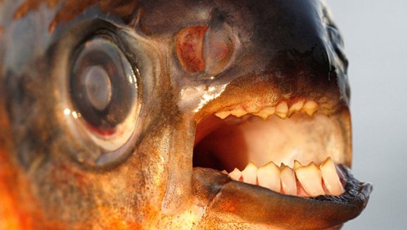O pescăriţă a prins şarpele cu dinţi umani