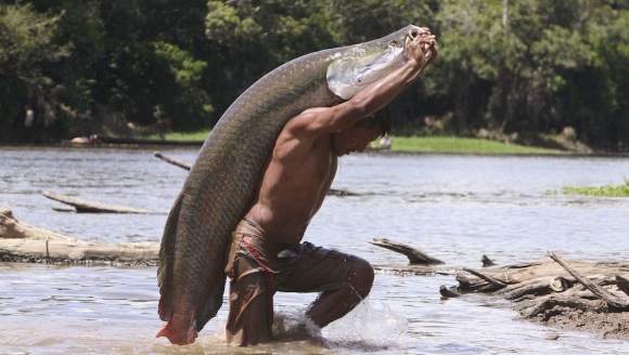 Cel mai mare peşte din Fluviul Amazon este în pericol de dispariţie