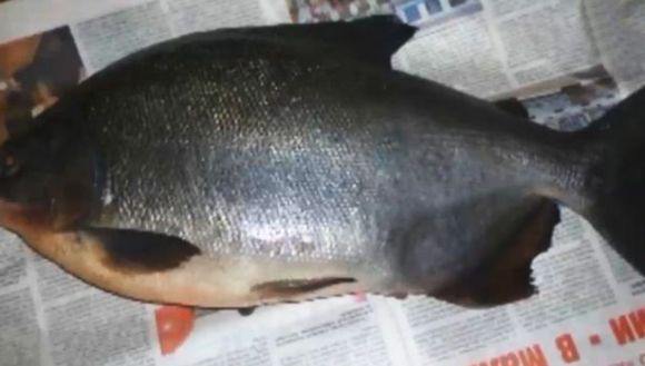 Peştele cu dinţi umani, captura monstruoasă a unui rus
