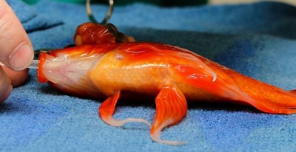Peştişor auriu, operat la cap de o tumoră