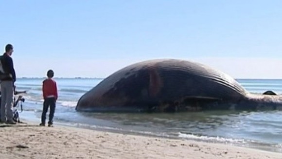 Pericol de explozie pe o plajă din Franţa. O balenă eşuată se umflă cu fiecare oră