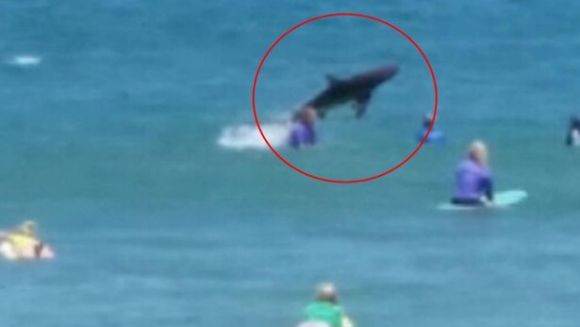 Momentul incredibil în care un rechin apare printre înotători