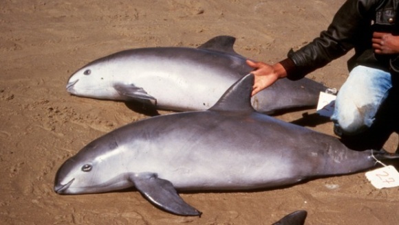 Cel mai ameninţat mamifer marin din lume ar putea dispărea în 4 ani