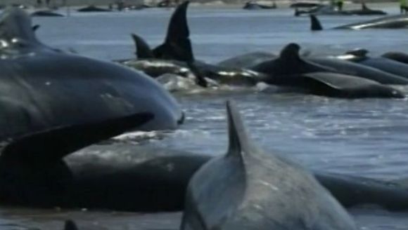 Aproape 200 de balene au eșuat pe o plajă din Noua Zeelandă - Galerie Foto