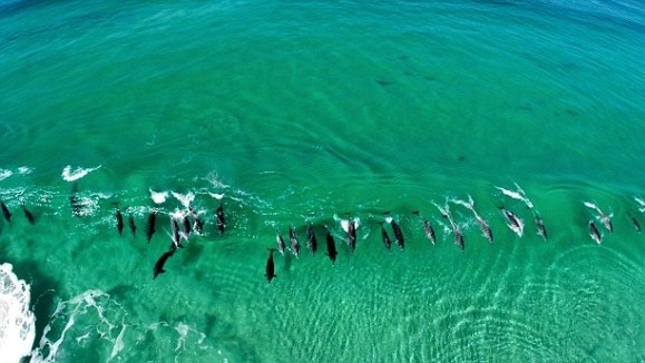Fascinantul joc al unor delfini, suprins de camerele de filmat