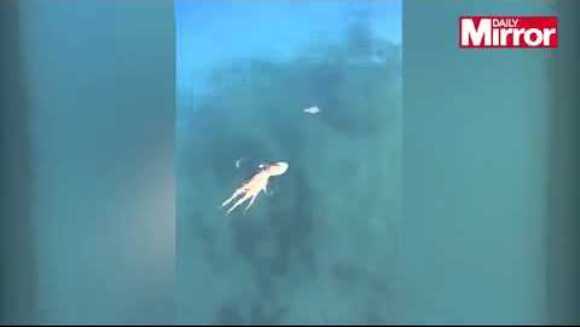 Epic: o caracatiță „fugărește” un crab, sub privirile amuzate ale unor turiști. Cine câștigă? VIDEO