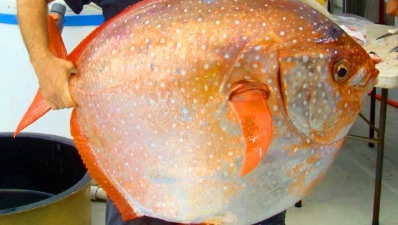 Descoperire uimitoare: primul pește cu sânge cald din lume