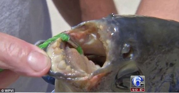 Au prins peştele cu dinţi de om, care atacă zone intime, într-un loc neaşteptat