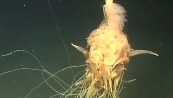 Un nou „monstru” marin, descoperit în adâncul oceanului