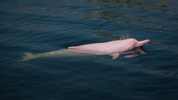 Delfinul roz, desprins parcă din poveşti, este gestant?