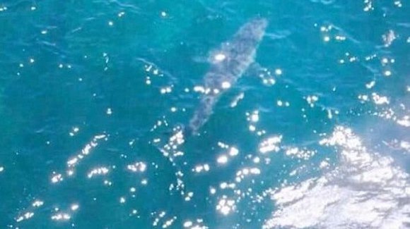 Cel mai mare rechin din lume? Înotătorii sunt evacuaţi, după ce un rechin de 7 metri a fost văzut la mai puţin de 100 de metri de plajă