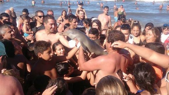 Un pui de delfin dintr-o specie rară a murit, după ce a fost ţinut de turişti pe plajă, pentru a-şi face selfie-uri cu el
