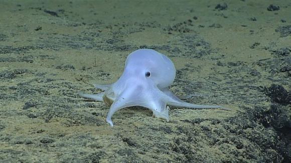 Casper exisă! A fost găsit la 4000 de metri adâncime, sub forma unei caracatiţe - VIDEO
