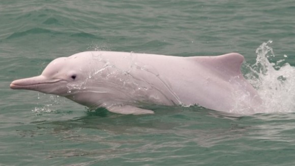 Delfinul de Amazon – Delfinul roz de râu, pe cale de dispariție