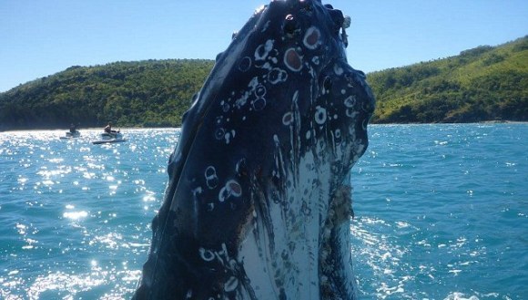 Întâlnire surprinzătoare cu o balenă cu cocoașă – VIDEO