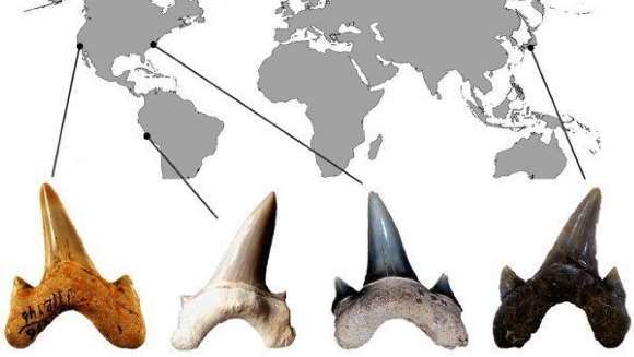 O nouă specie de rechin preistoric uriaş a fost descoperită. Era ca o adevărată ''maşinărie de ucis''