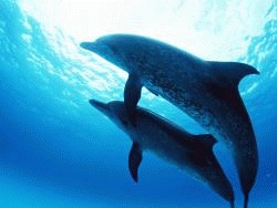 Delfinii, intoxicati cu metale grele