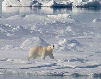 Schimbarile climatice in Arctica nu mai pot fi oprite 