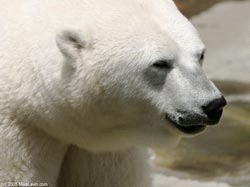 Schimbarile climatice sunt principala amenintare a ursilor polari
