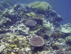 Schimbarile climatice omoara triunghiul de coraliz