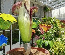 Floarea cadavru - Cea mai urata planta din lume
