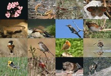 UE nu depune destule eforturi in protejarea biodiversitatii