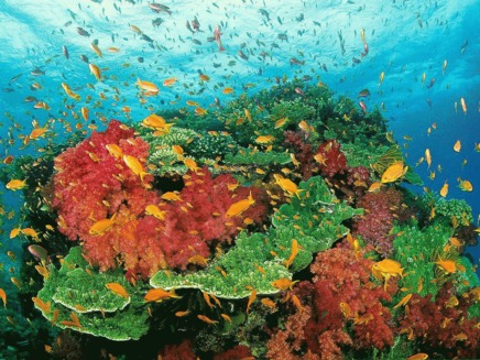 Australia si-a infiintat opt zone de protectie marina