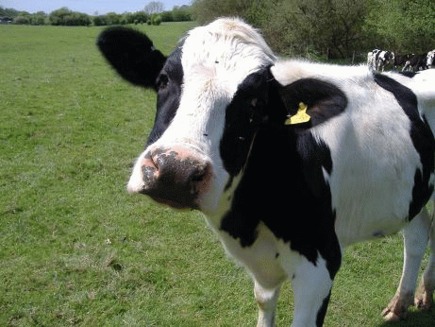 Produsele lactate sunt responsabile pentru 4% din emisiile globale