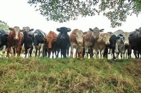 Vacile, hranite cu seminte de in pentru mai putine emisii