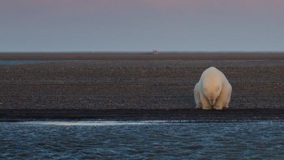 S-a dus în Alaska să fotografieze urşi polari în zăpadă – dar acolo nu mai era zăpadă! Imaginile cutremurătoare - Galerie foto