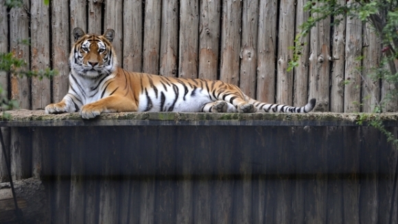 Grădina zoologică din Braşov, redeschisă publicului după doi ani