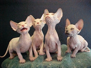 Pisicile Kohona - cele mai urate pisici din lume