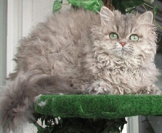 Selkirk Rex - carliontata lumii feline