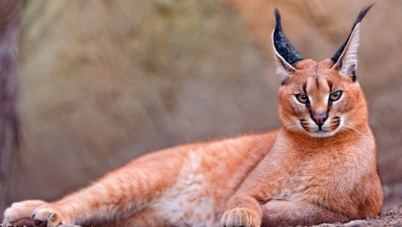 Pisici neobişnuite: caracal sau linxul african