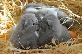 Chartreux