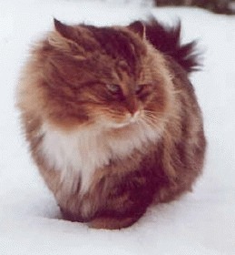 Pisica Siberiana 