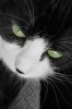 Ochii pisicilor - caracteristici generale